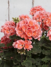 Pelargonium zonale Sunrise Eroica (5095)